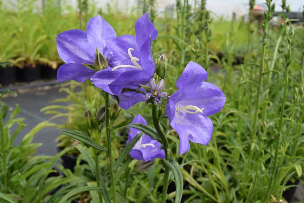 Campanula persicifolia ---